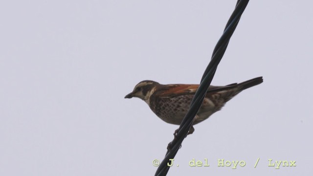 Dusky Thrush - ML211642781