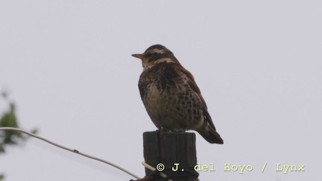 Dusky Thrush - ML211642791