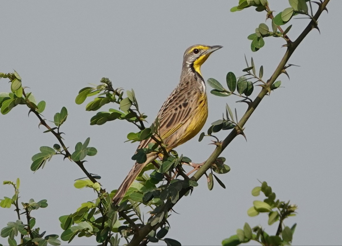 Yellow-throated Longclaw - Geoff Dobbs