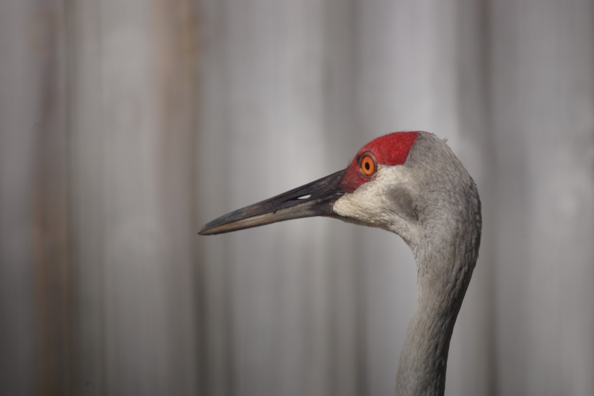 Sandhill Crane - ML211643951