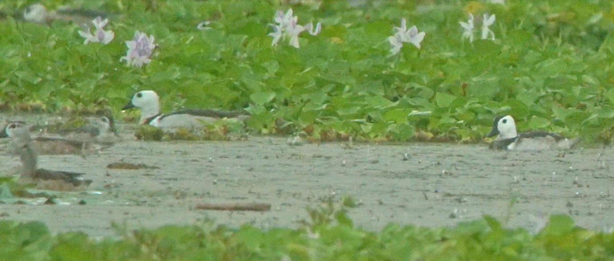 Cotton Pygmy-Goose - ML211644011