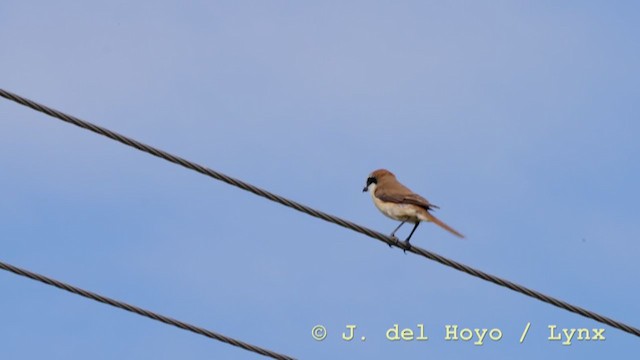 Brown Shrike (Brown) - ML211644661