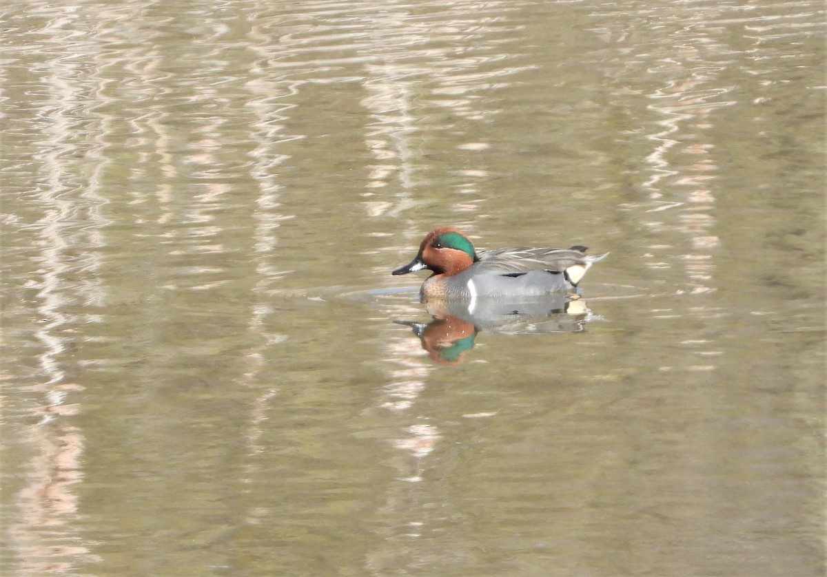 Green-winged Teal - Indira Thirkannad