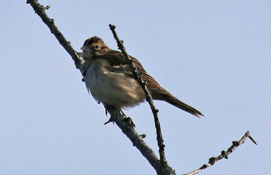 Lark Sparrow - ML211649171