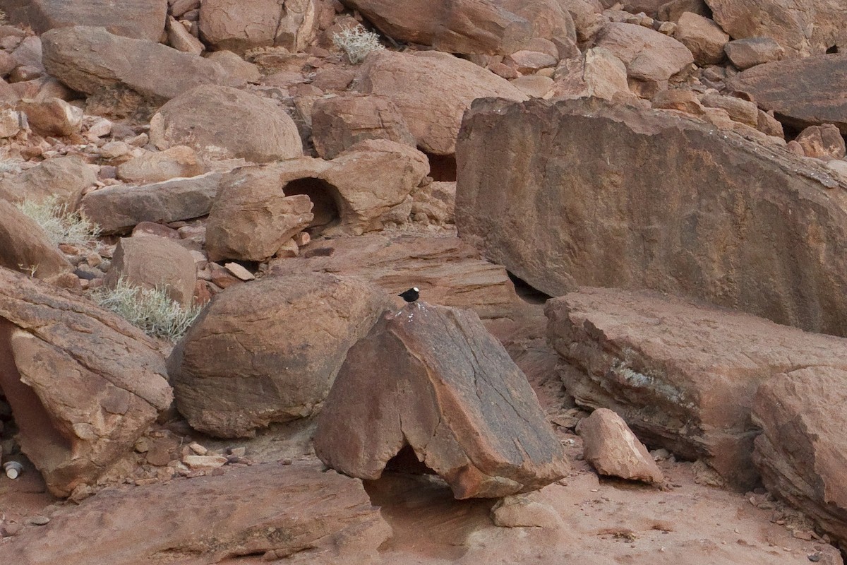 White-crowned Wheatear - ML211649261