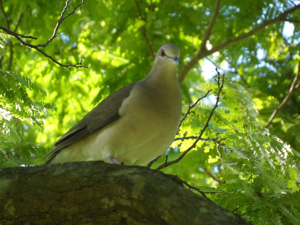 White-tipped Dove - Leonardo Araújo