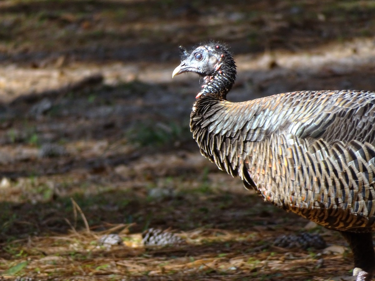 Wild Turkey - ML211649771