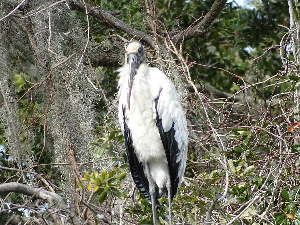 Wood Stork - ML211649961