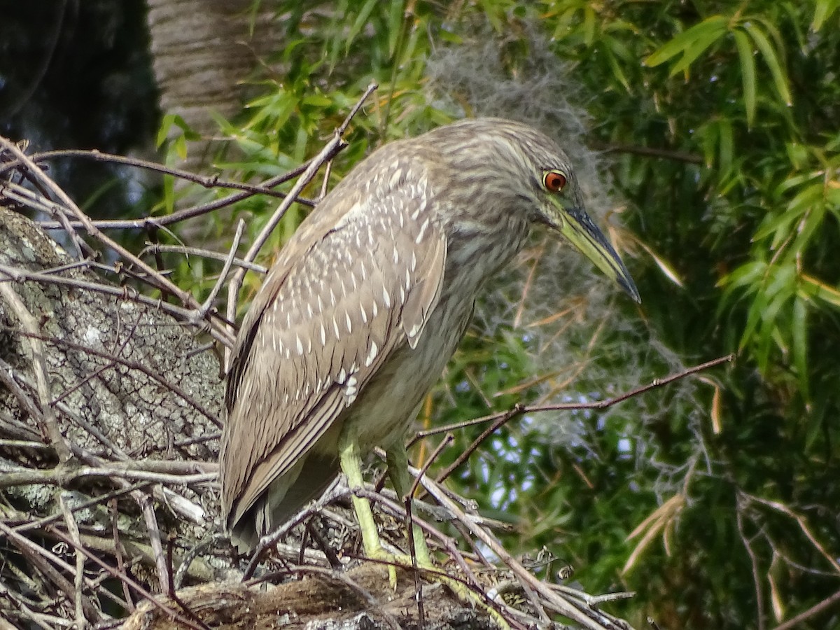 Black-crowned Night Heron - ML211650011