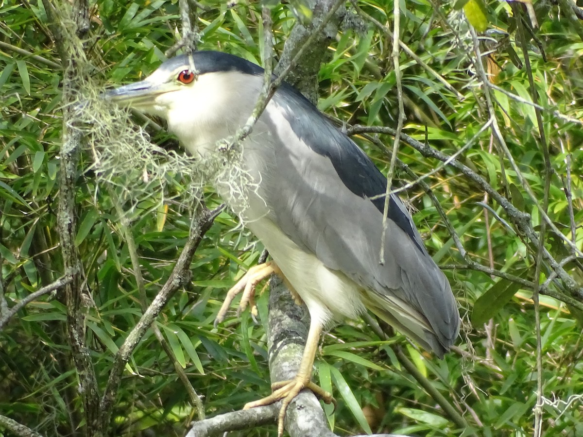 Black-crowned Night Heron - ML211650021