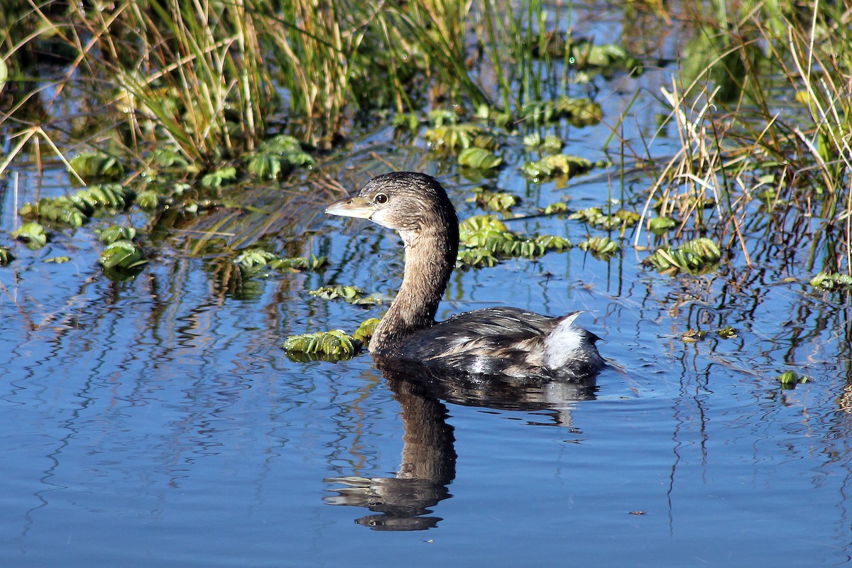 Pied-billed Grebe - ML211650301