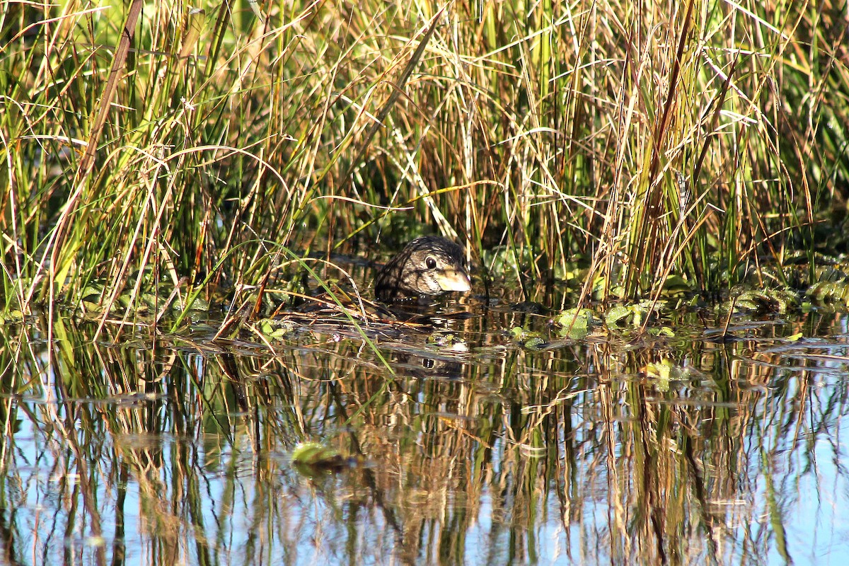 Pied-billed Grebe - ML211650331