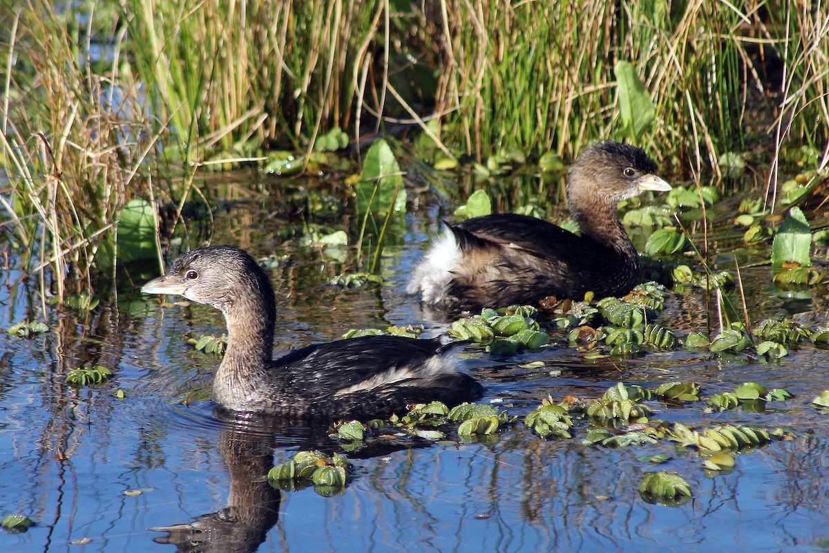 Pied-billed Grebe - ML211650371