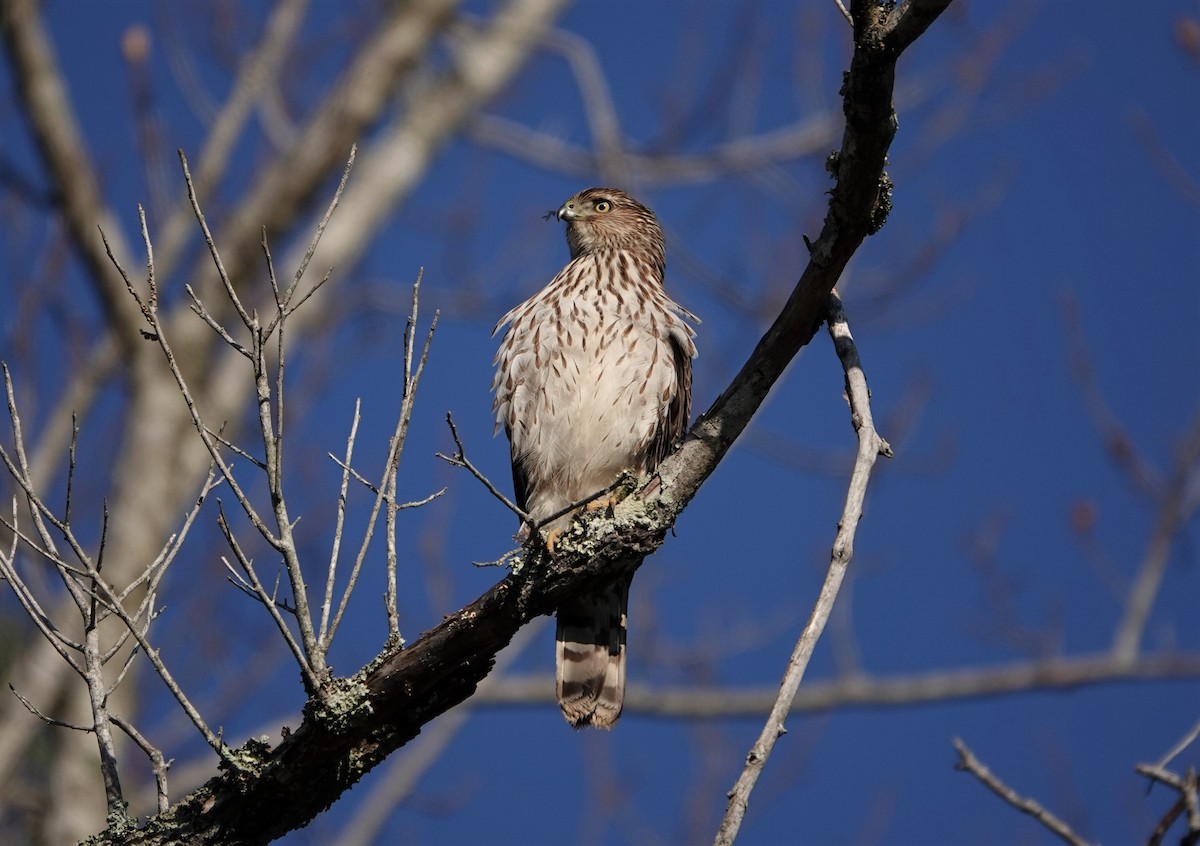 Cooper's Hawk - ML211650871