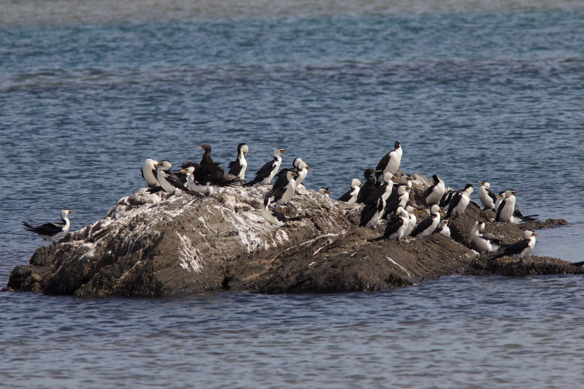 Little Pied Cormorant - ML211651021