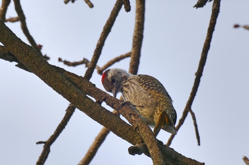 Cardinal Woodpecker - ML211652001