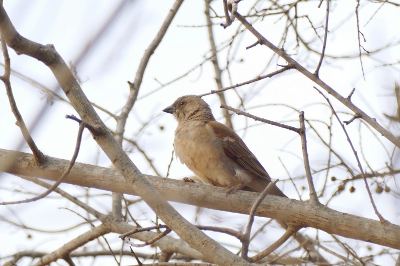 Southern Gray-headed Sparrow - ML211652111