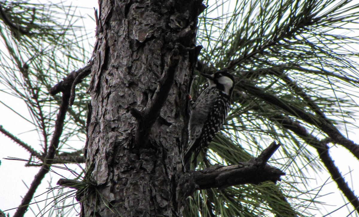 Red-cockaded Woodpecker - ML211652591