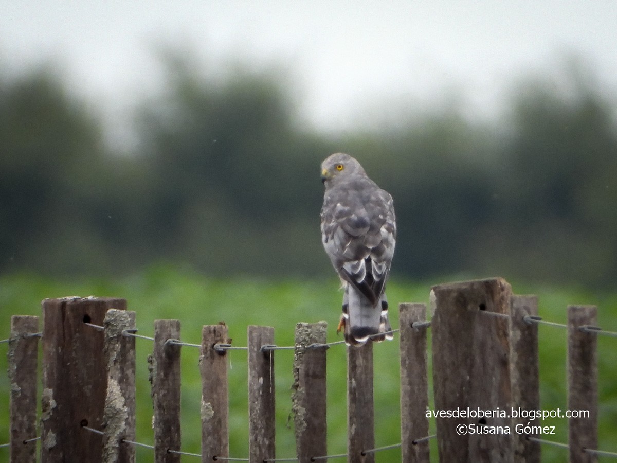 Cinereous Harrier - Susana Gómez