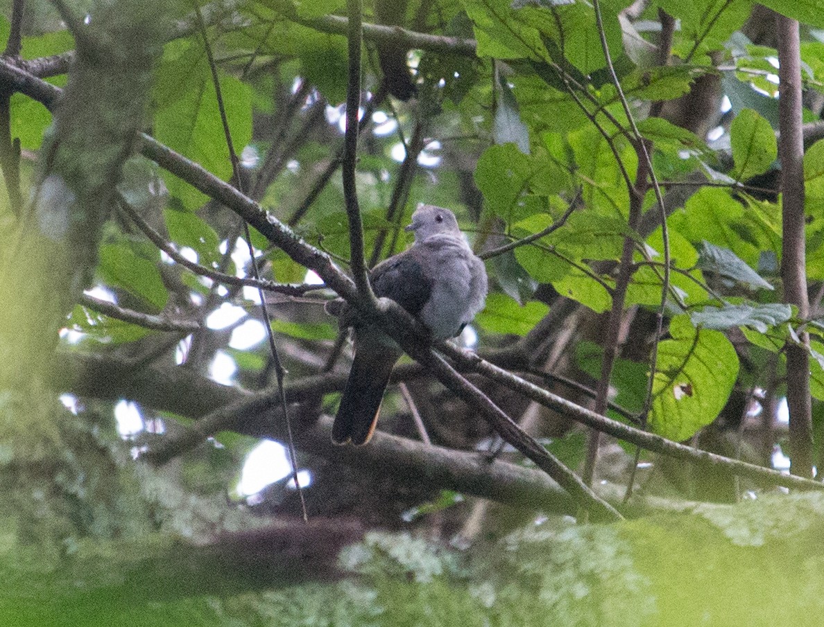 Blue Ground Dove - ML211655231