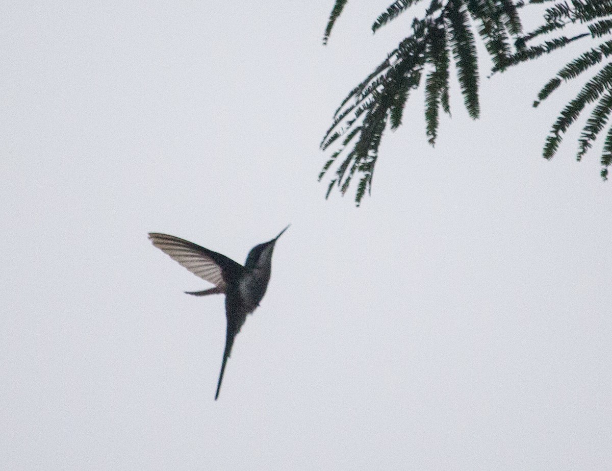 Черноухая колибри-фея - ML211655251