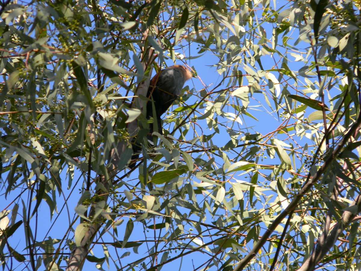 Squirrel Cuckoo - ML21165651