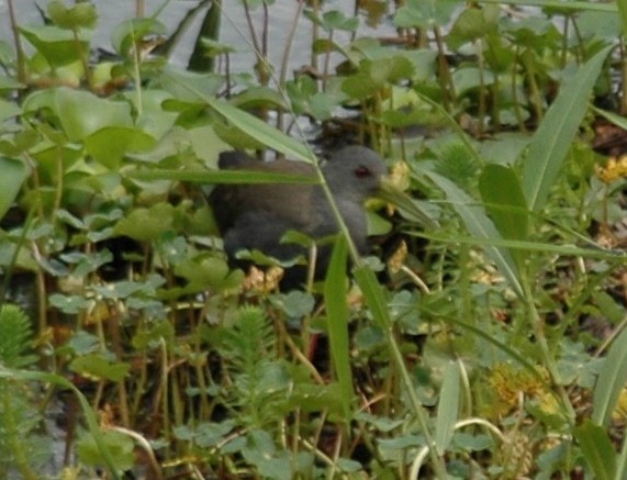 Blackish Rail - ML21165671