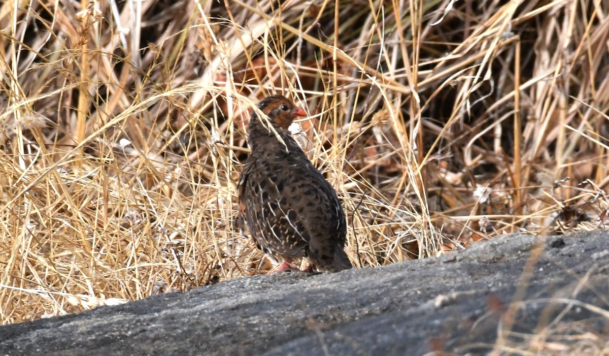 Painted Bush-Quail - ML211656751