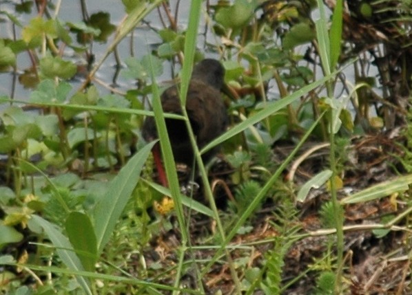 Blackish Rail - ML21165701