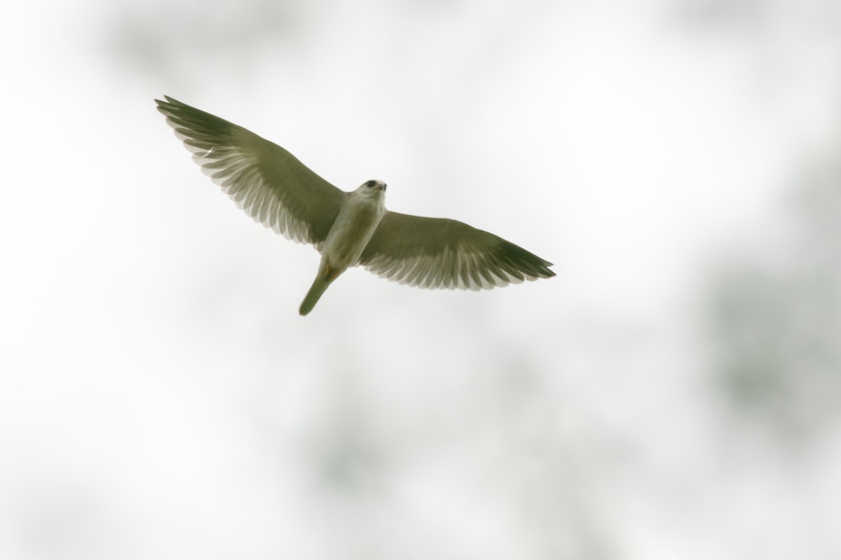 Black-winged Kite - ML211657311