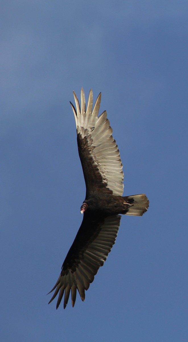 Turkey Vulture - ML211658971