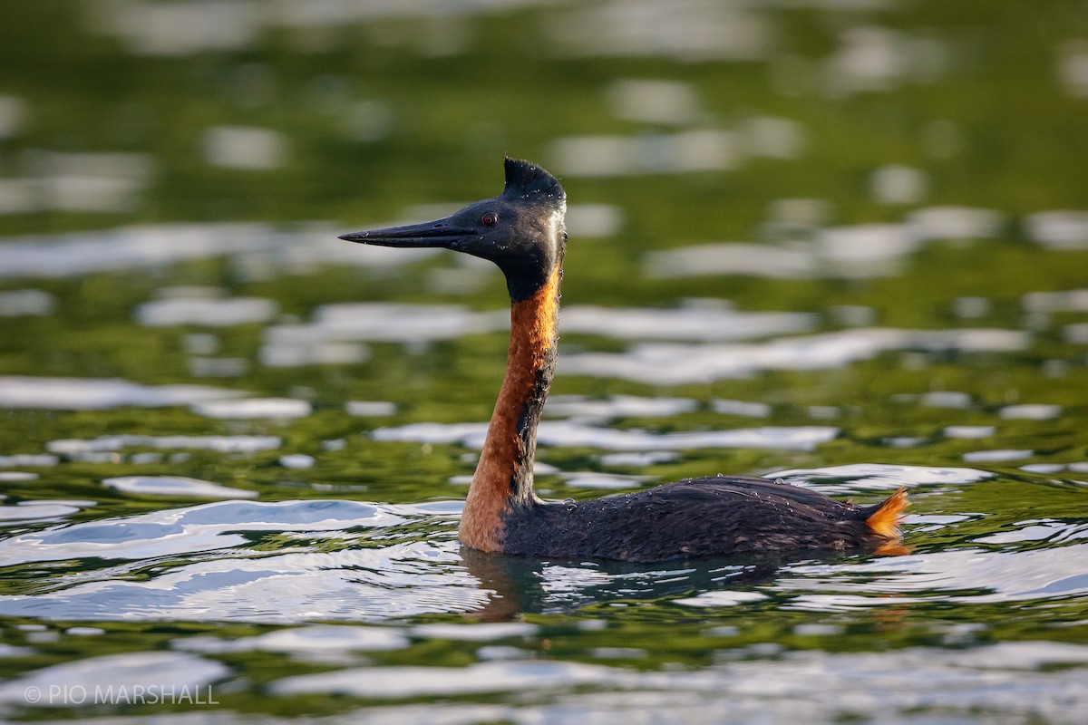 Great Grebe - ML211659311