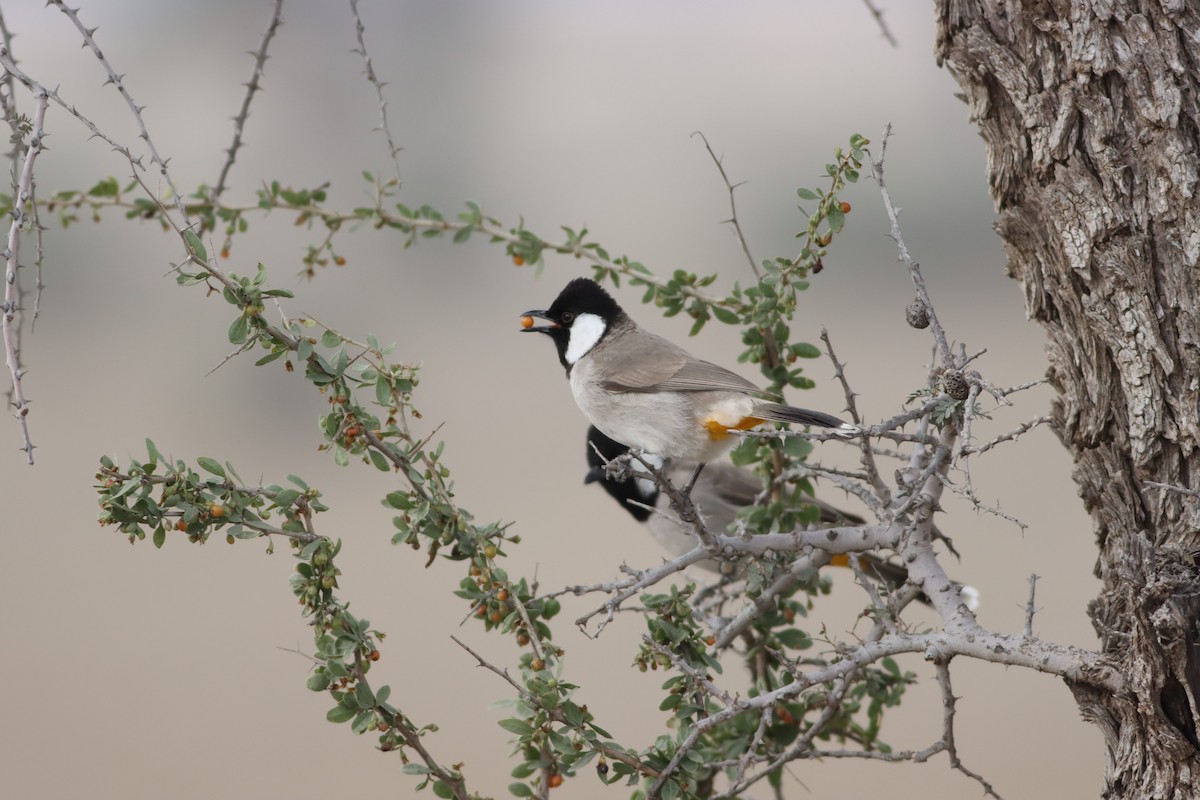 White-eared Bulbul - ML211659671