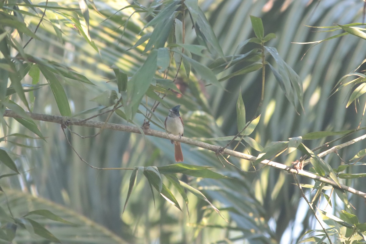 Indian Paradise-Flycatcher - ML211660191