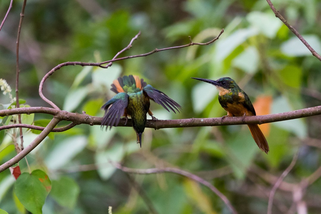 Rufous-tailed Jacamar - ML211660321