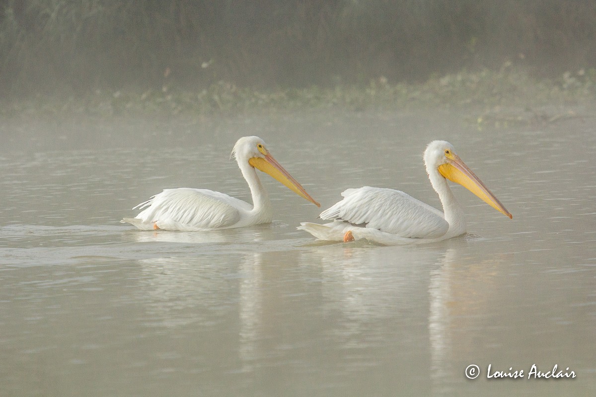 American White Pelican - ML211660941