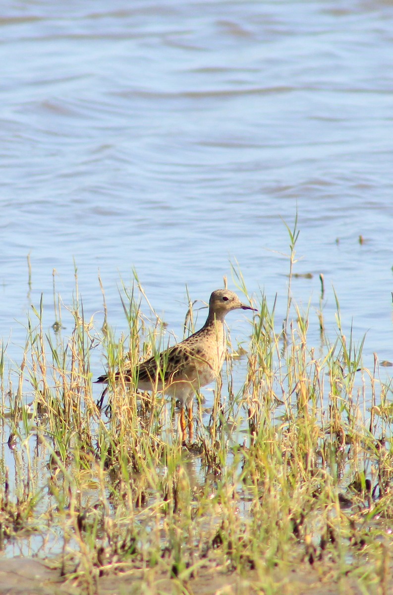 Buff-breasted Sandpiper - ML211663161