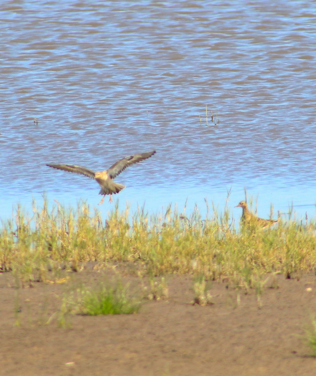 Buff-breasted Sandpiper - ML211663521