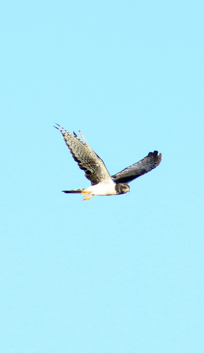 Long-winged Harrier - ML211663961