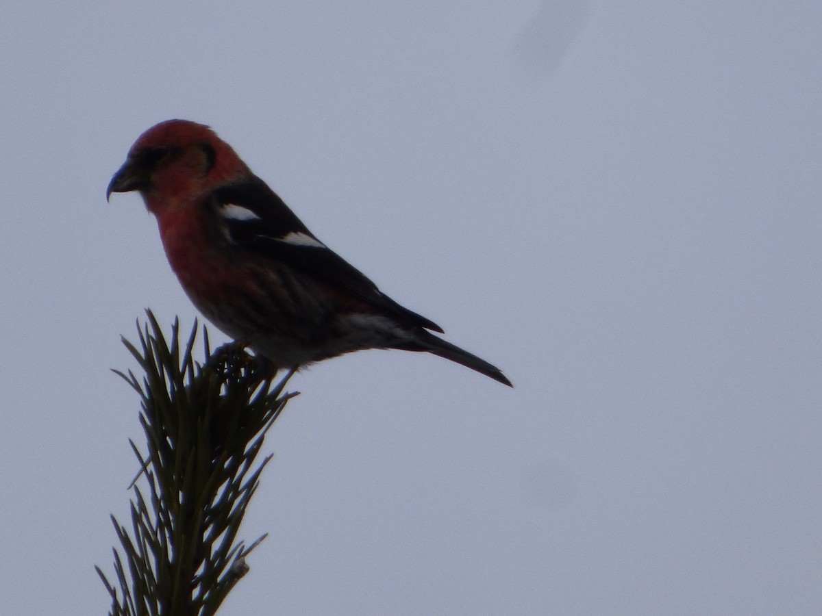 White-winged Crossbill - ML211664851