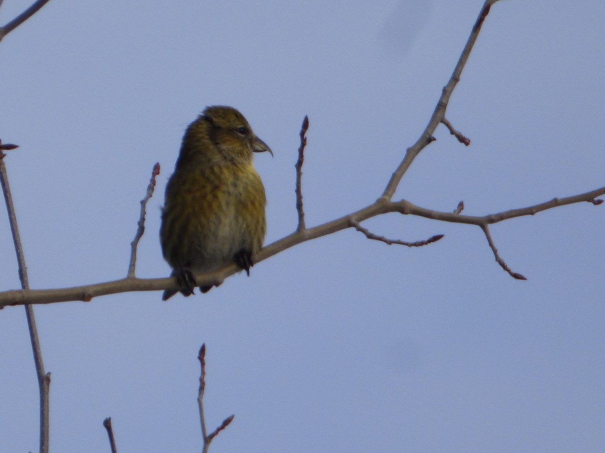 White-winged Crossbill - ML211665001