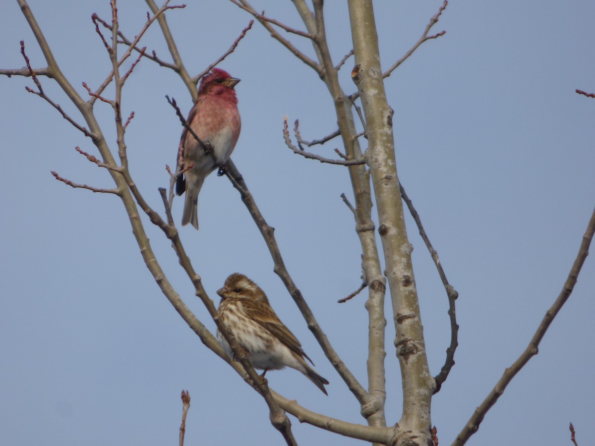 Purple Finch - ML211665191