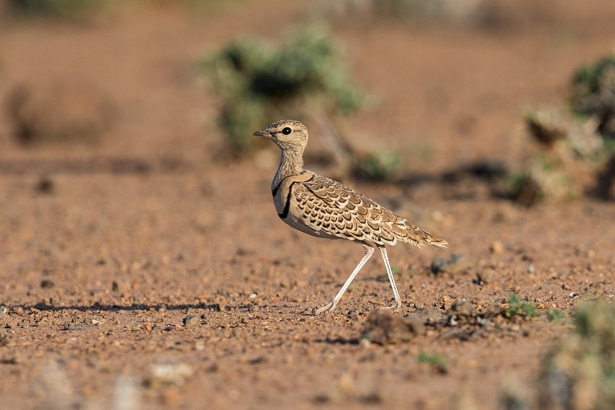 Double-banded Courser - ML211666601