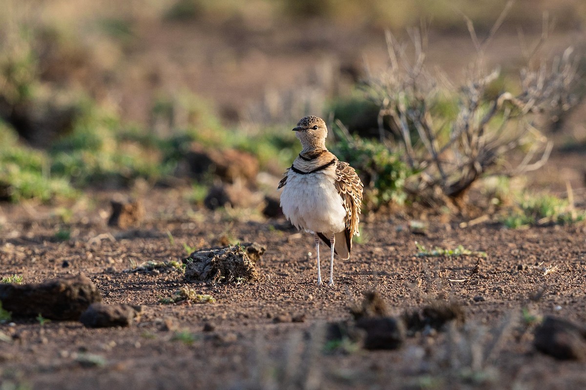 Double-banded Courser - ML211666611