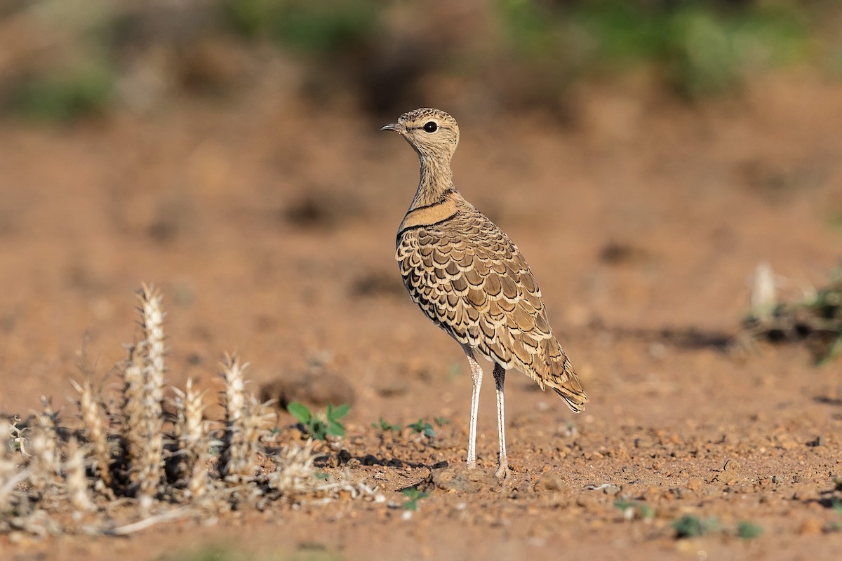 Double-banded Courser - ML211666621