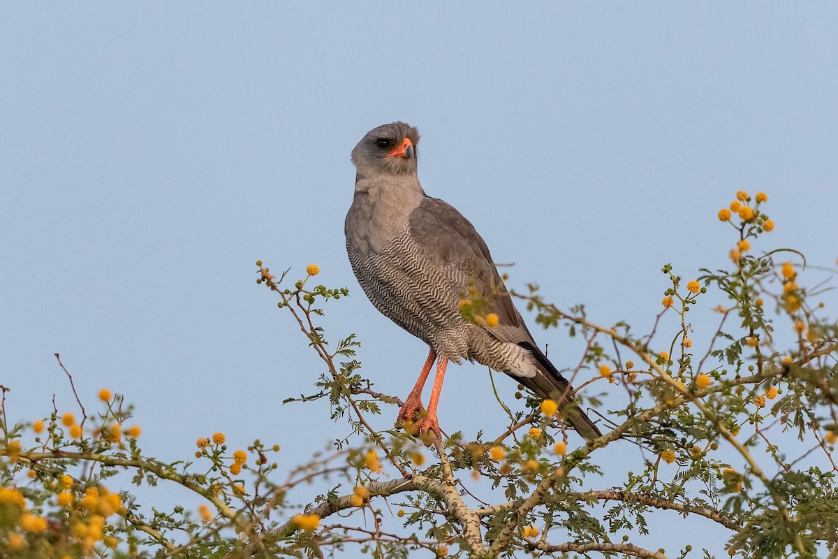 Dark Chanting-Goshawk - Stefan Hirsch