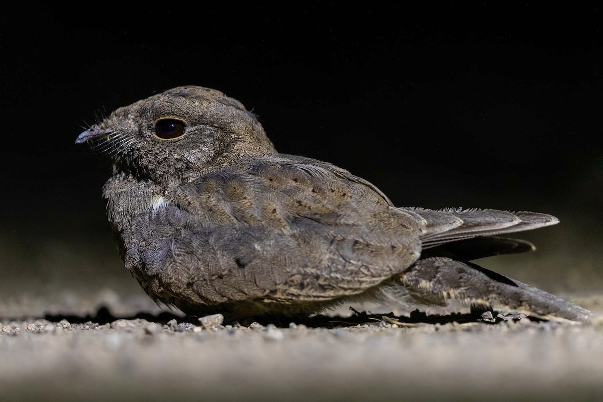 Star-spotted Nightjar - ML211667021