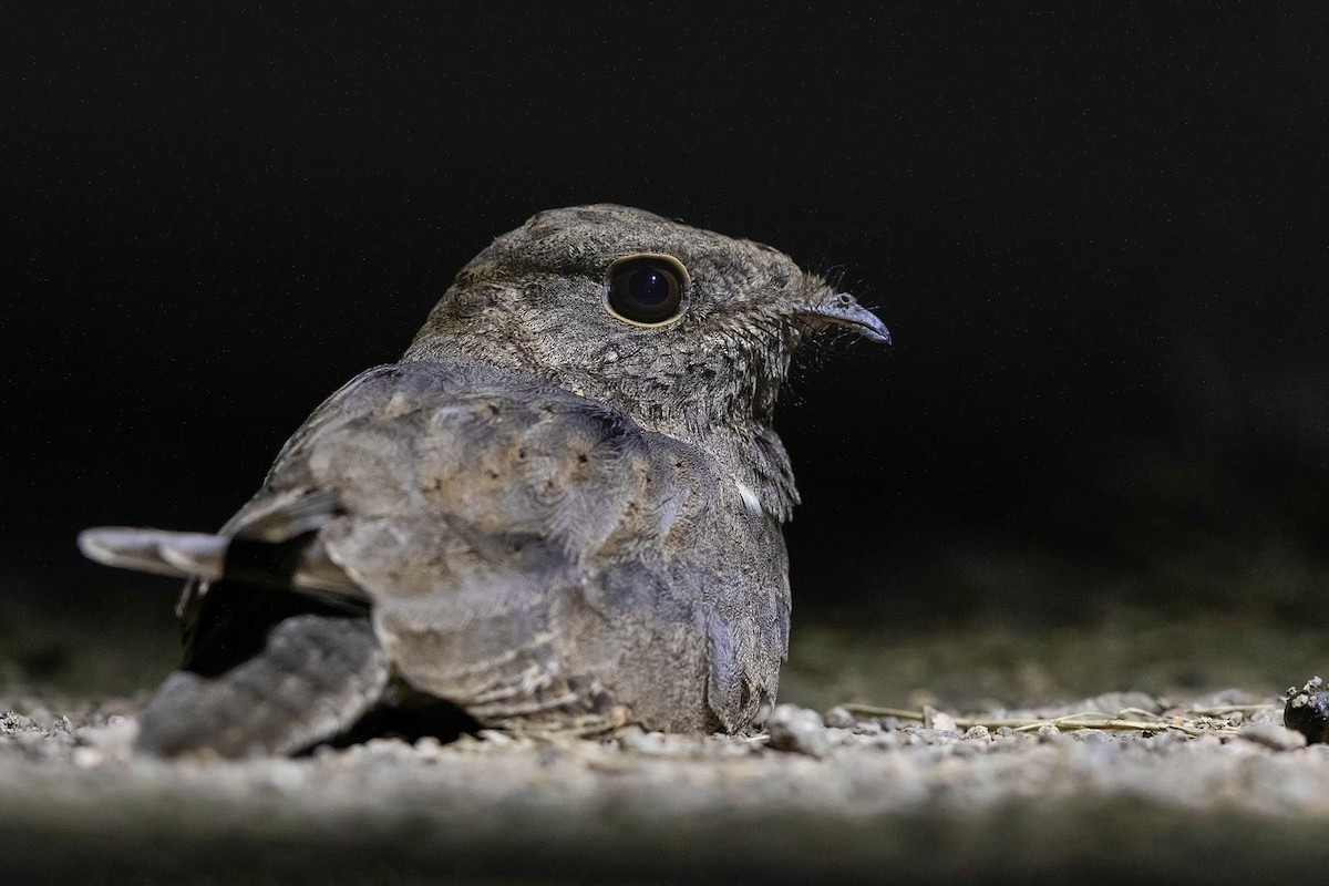 Star-spotted Nightjar - ML211667041