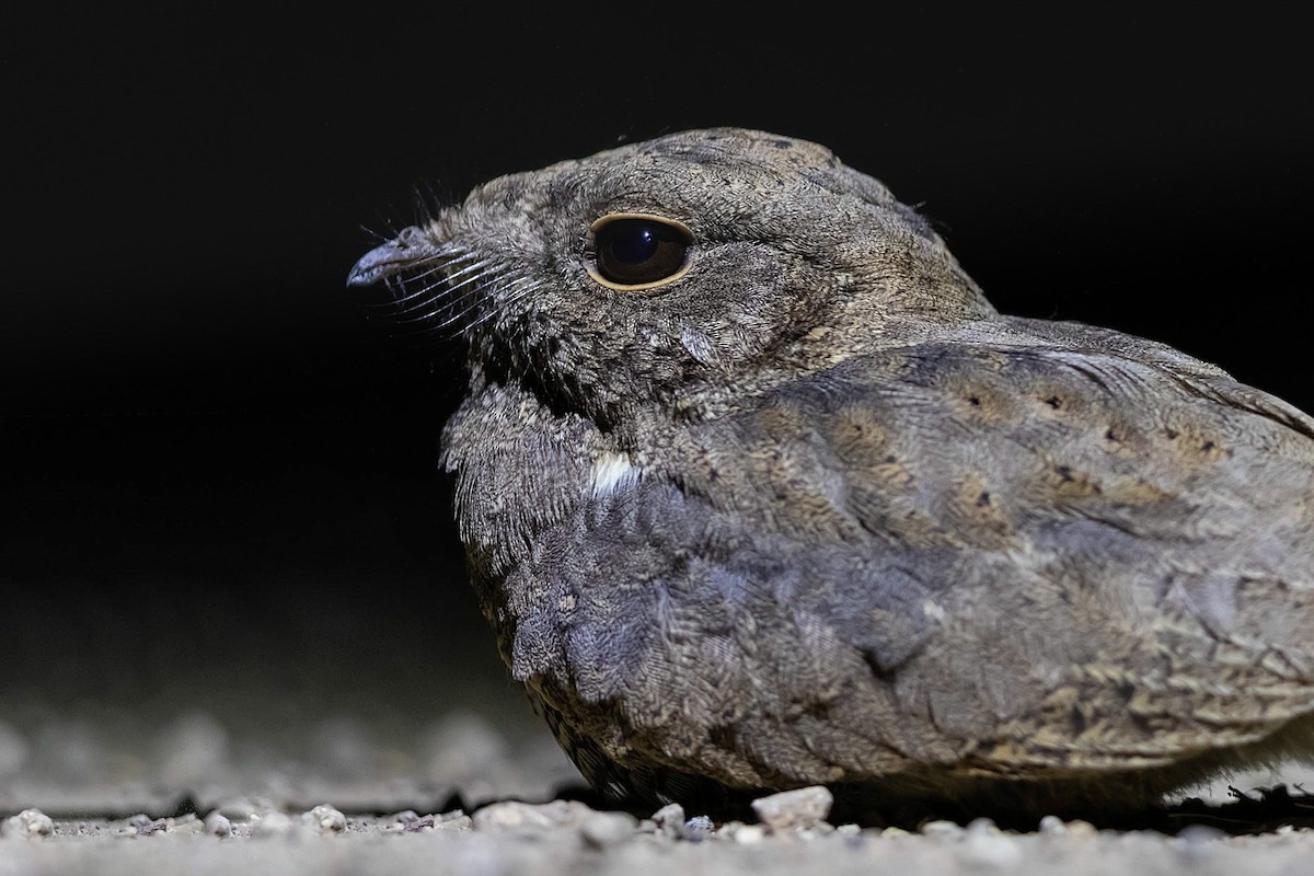 Star-spotted Nightjar - Stefan Hirsch