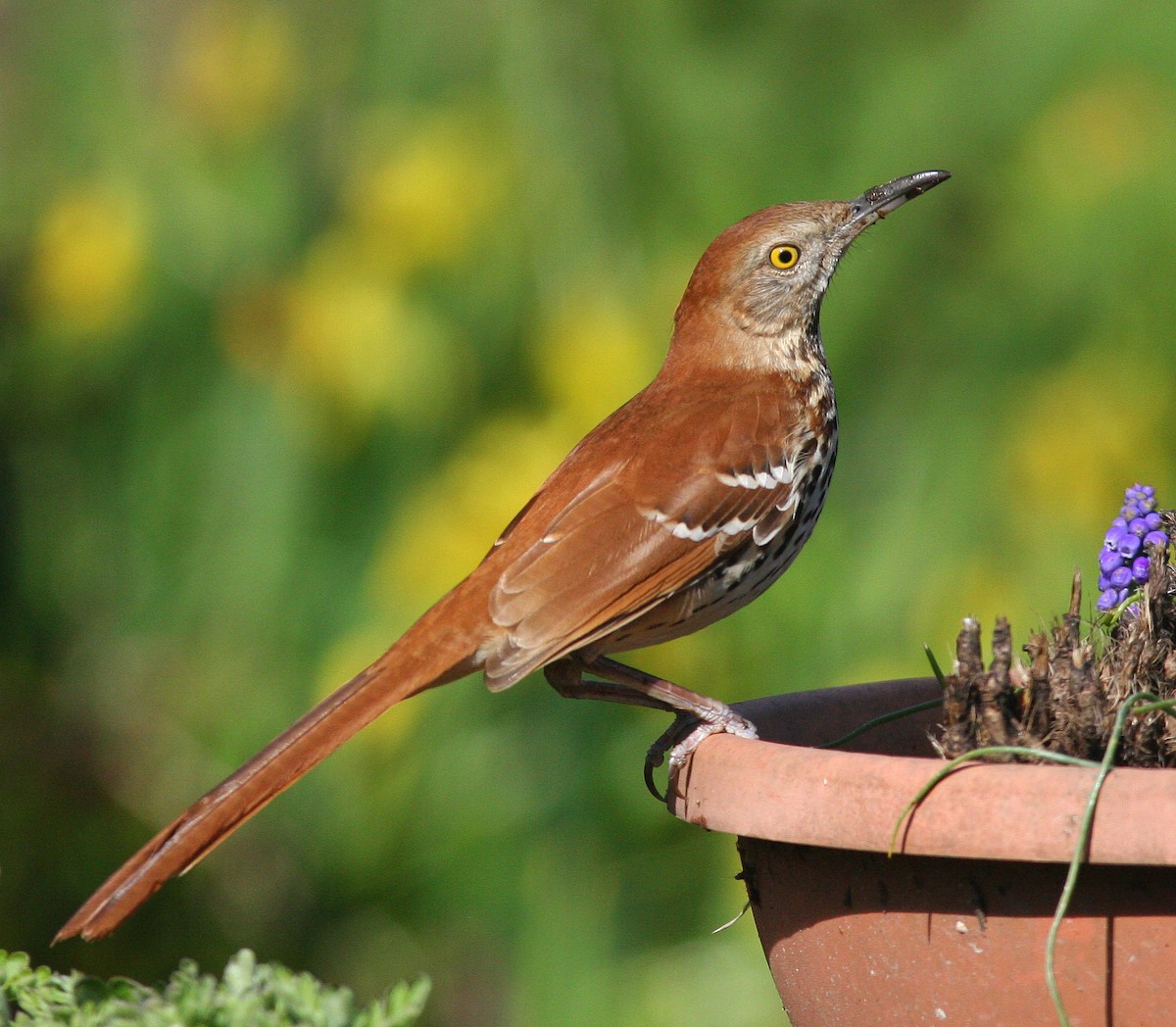 Brown Thrasher - Don Munson